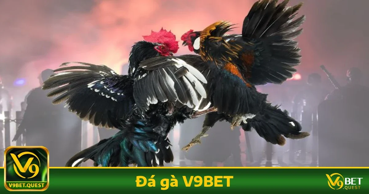 Các loại cược phổ biến tại Đá gà V9BET