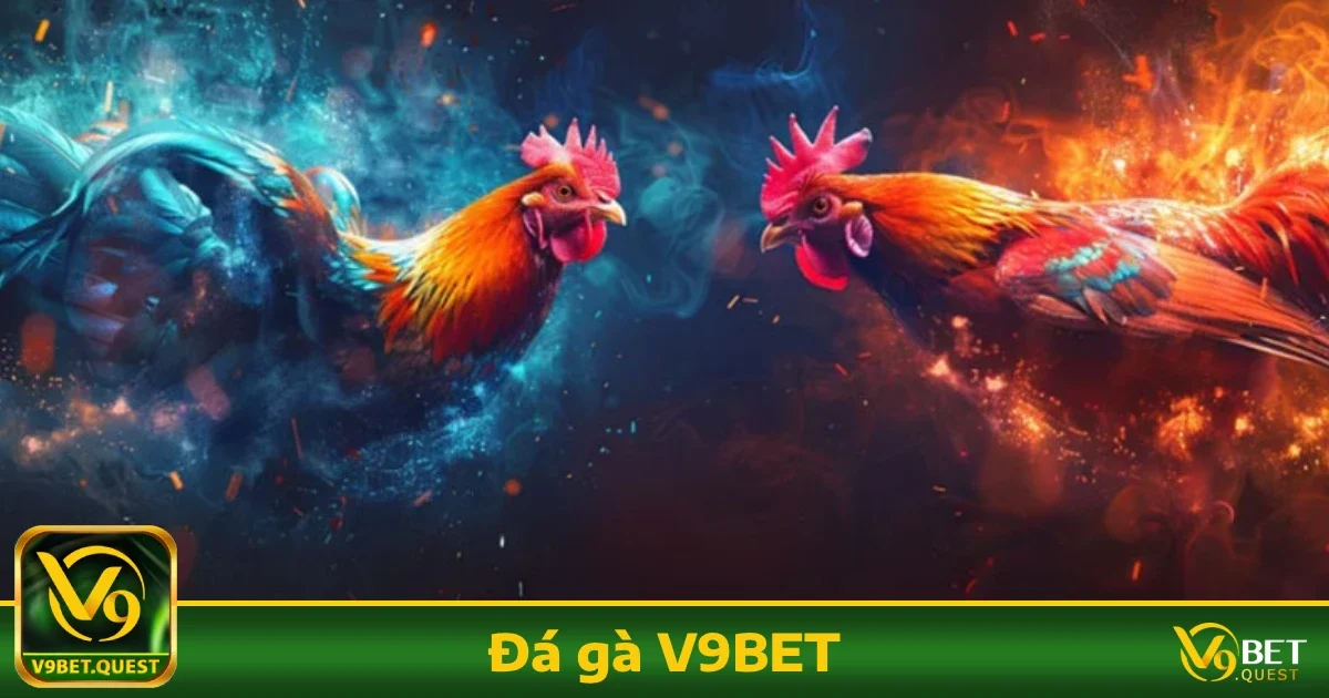 Ưu đãi đặc biệt khi chơi Đá gà V9BET